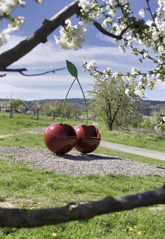 Kirschblüte mit Kirschen | © Sebastian Reifferscheid