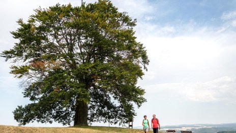 Lahn-Taunus-2019-671-Heisebäumchen, Dachsenhausen | © Foto: Dominik Ketz / Lahn-Taunus-Touristik e.V., Foto: Dominik Ketz / Lahn-Taunus-Touristik e.V.