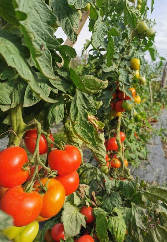 Saftige Tomaten (Saisonal) | © Familie Kirschhöfer