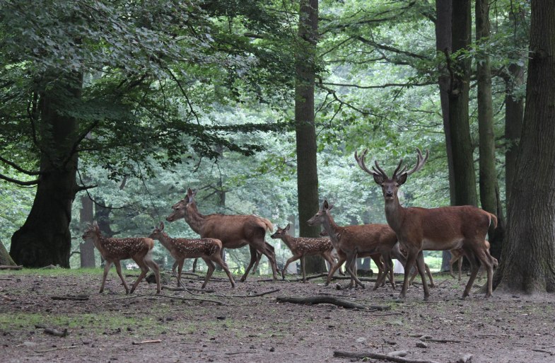 Rehe | © Tessa von Lüdinghausen