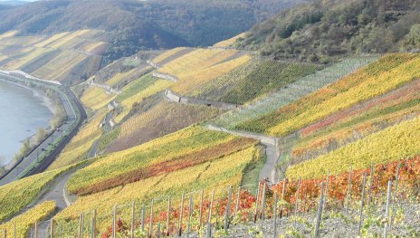 Bopparder Hamm Herbst | © Tourist Information Boppard